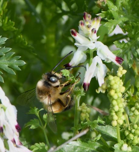 Réf. 246 923 : Eucera nigrilabris